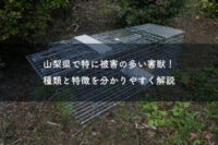 山梨県で特に被害の多い害獣！種類と特徴を分かりやすく解説