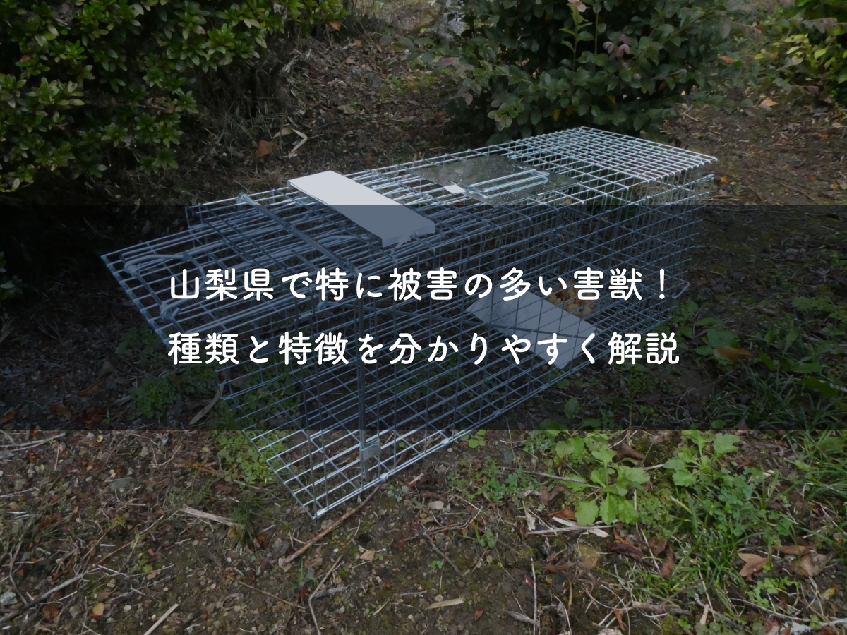 山梨県で特に被害の多い害獣！種類と特徴を分かりやすく解説