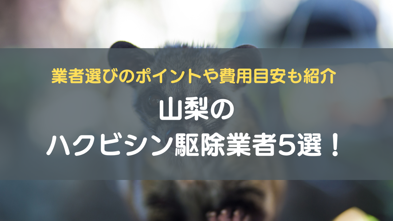 ③山梨のハクビシン駆除業者5選！業者選びのポイントや費用目安も紹介